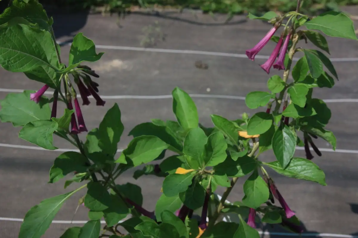Iochroma cyaneum