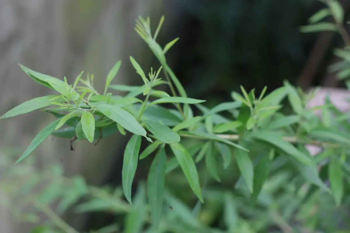 Aloysia polystachia Verveine menthe