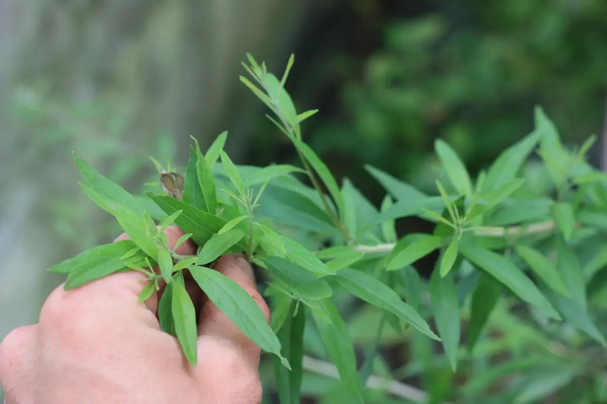 Aloysia polystachia Verveine menthe