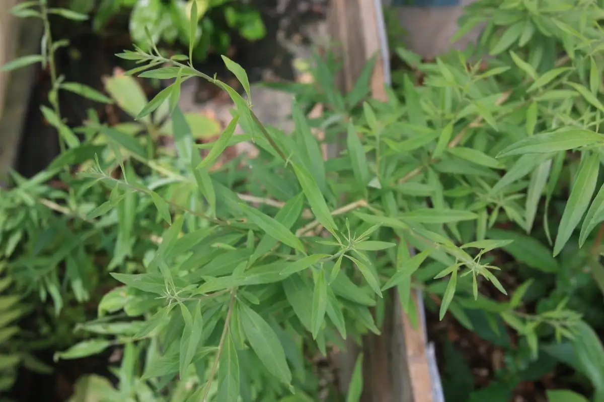 Aloysia polystachia Verveine menthe