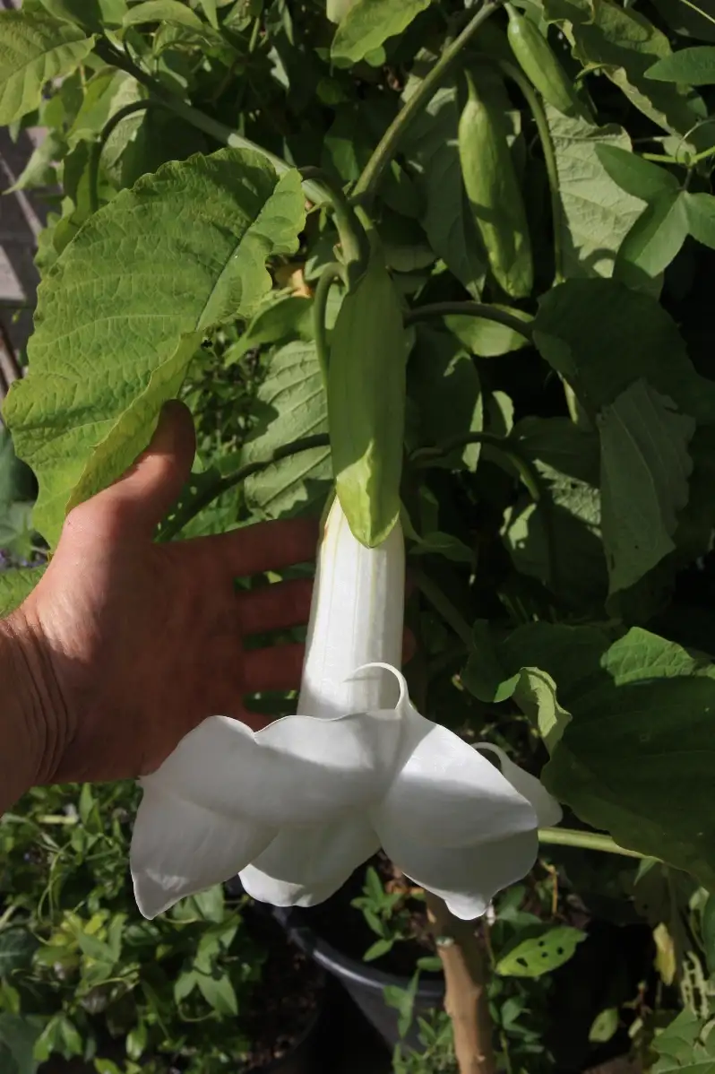 Brugmansia arborea