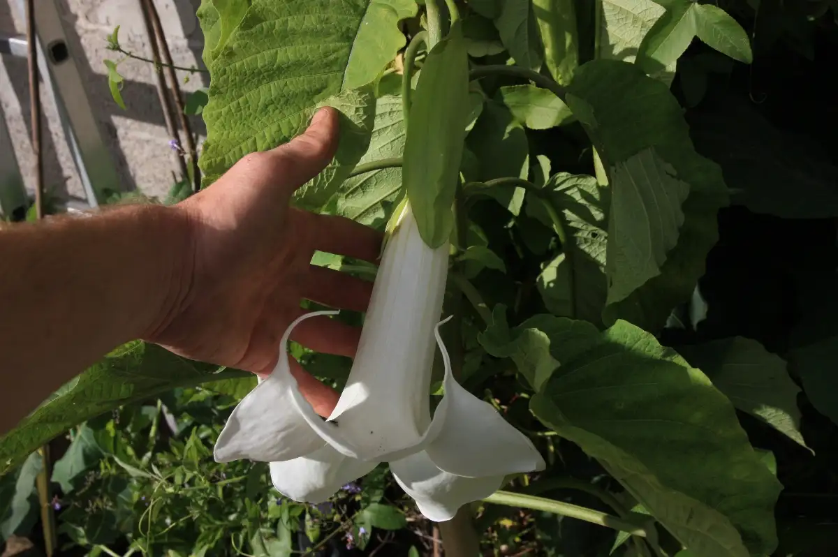 Brugmansia arborea
