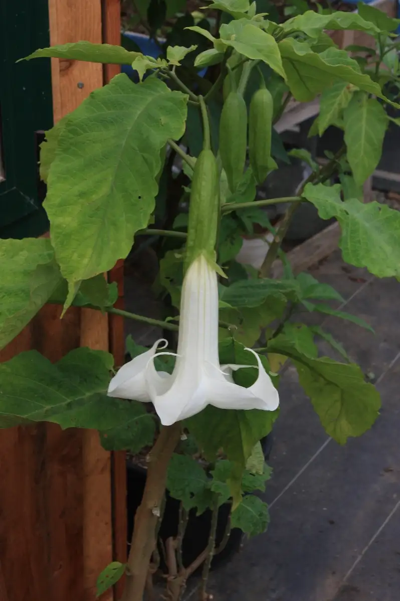 Brugmansia arborea