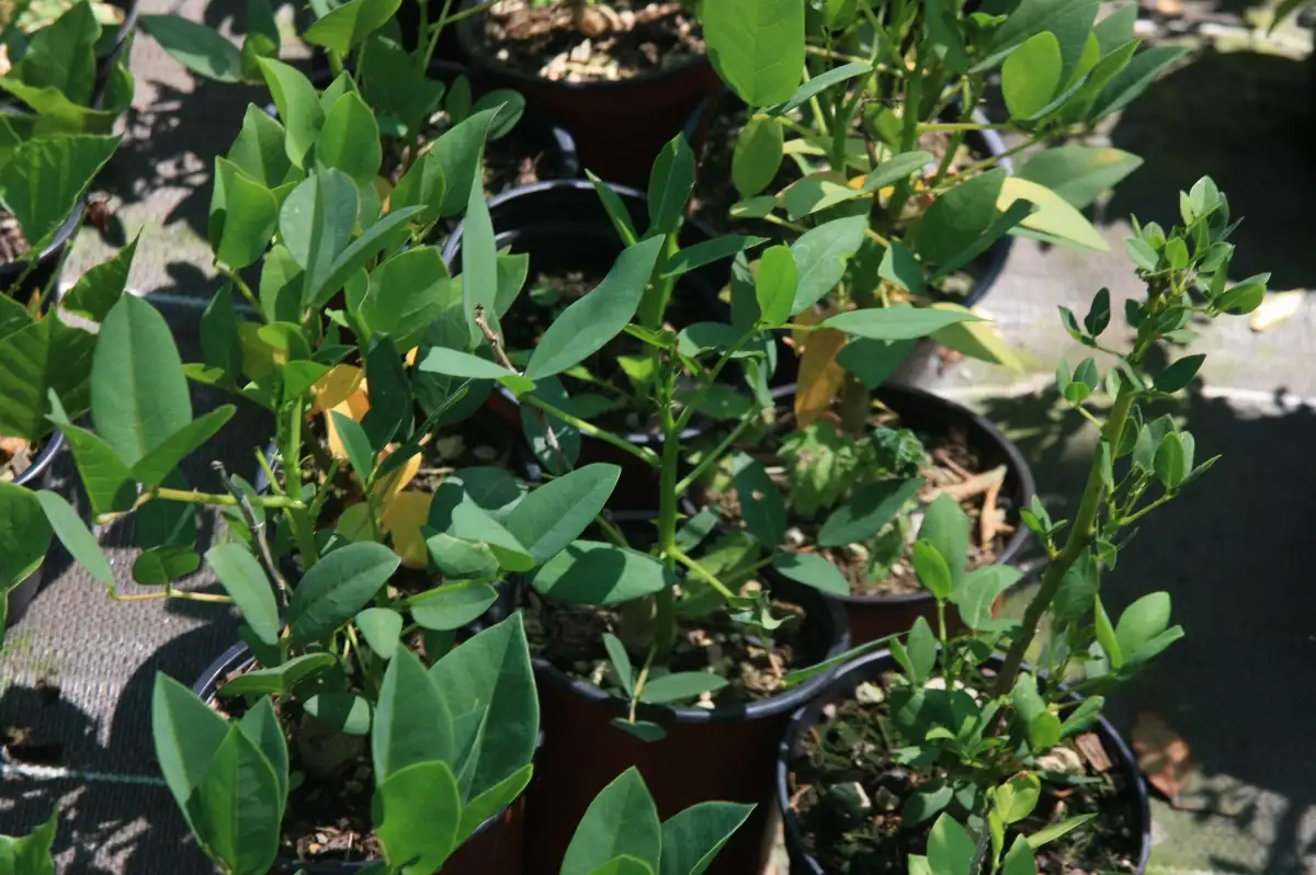 Erythrina crista-gali