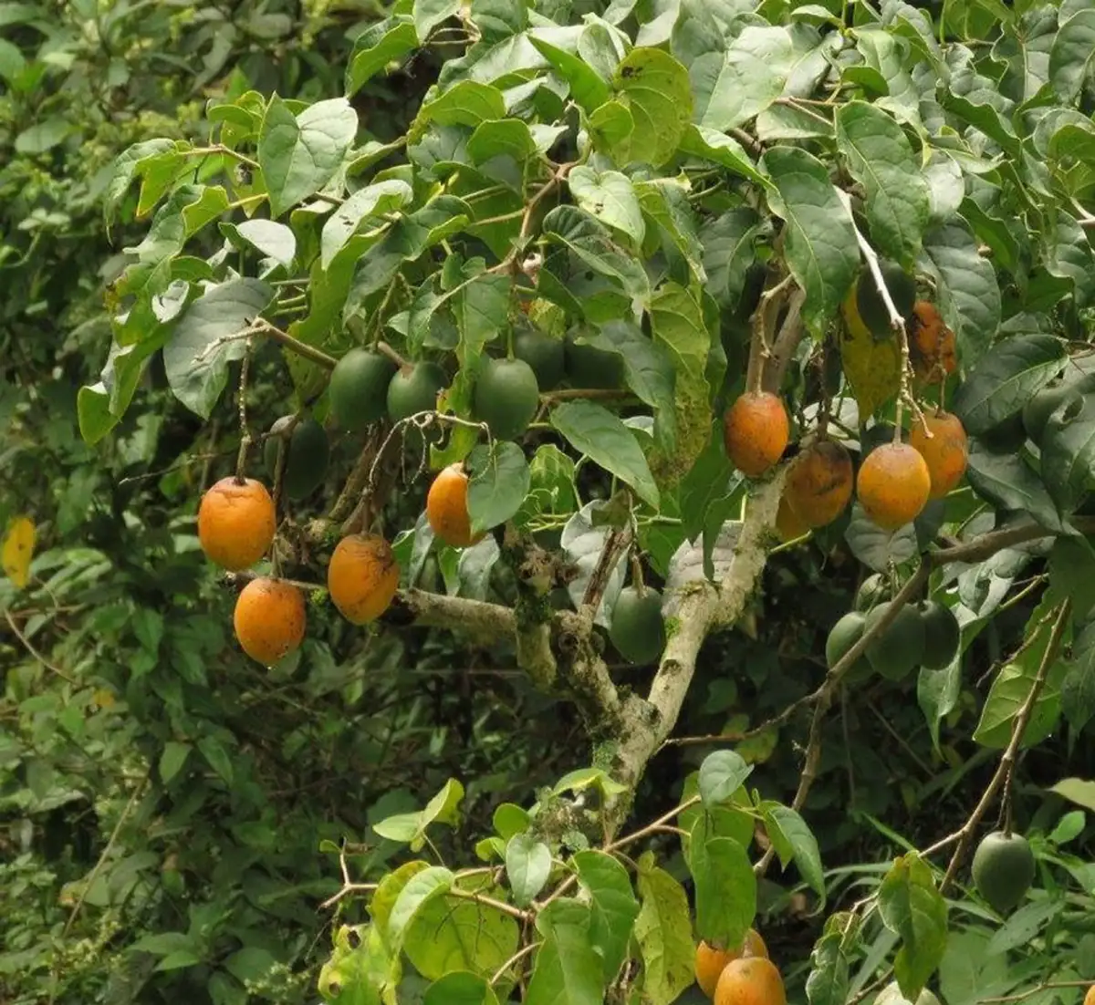 Solanum sibundoyensis Tamarillo des forêts