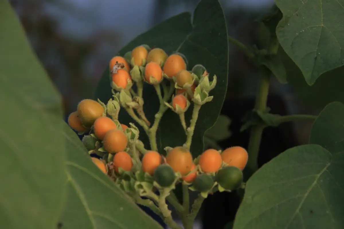Solanum abutiloïdes (tomate pêche naine)