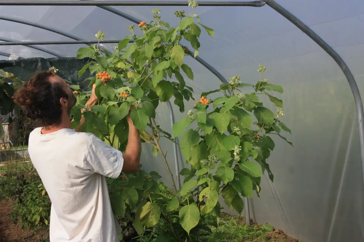 Solanum abutiloïdes (tomate pêche naine)