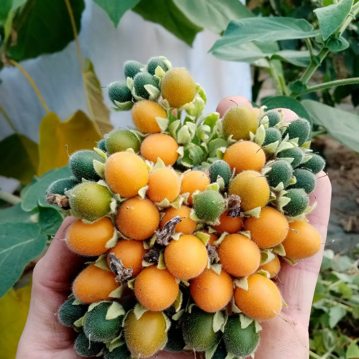 Solanum abutiloïdes (tomate pêche naine)