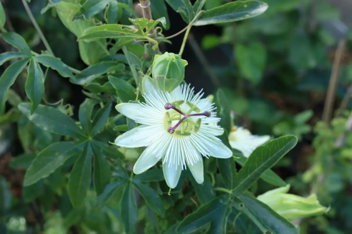 Passiflora caerula 'constance elliot'