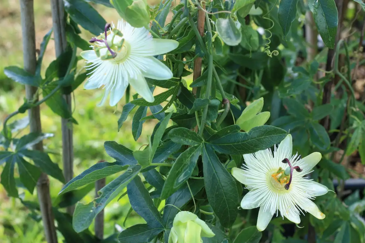 Passiflora caerula 'constance elliot'
