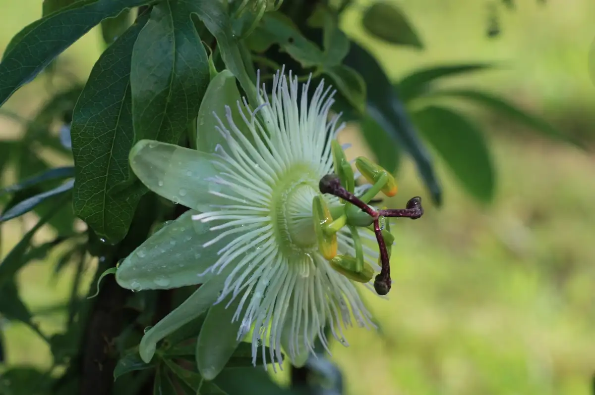 Passiflora caerula 'constance elliot'