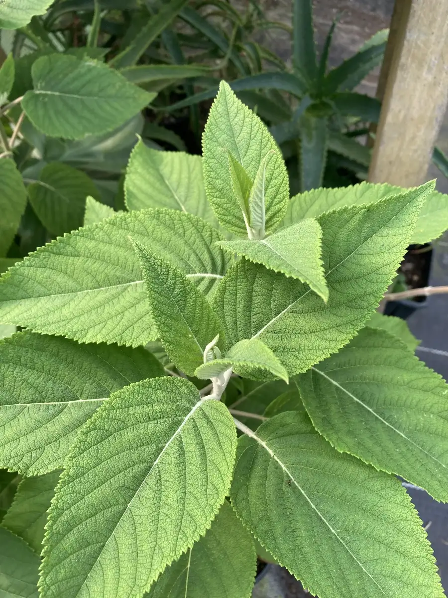 Colquhounia coccinea Plante Plante doliprane Menthe de l'Himalaya