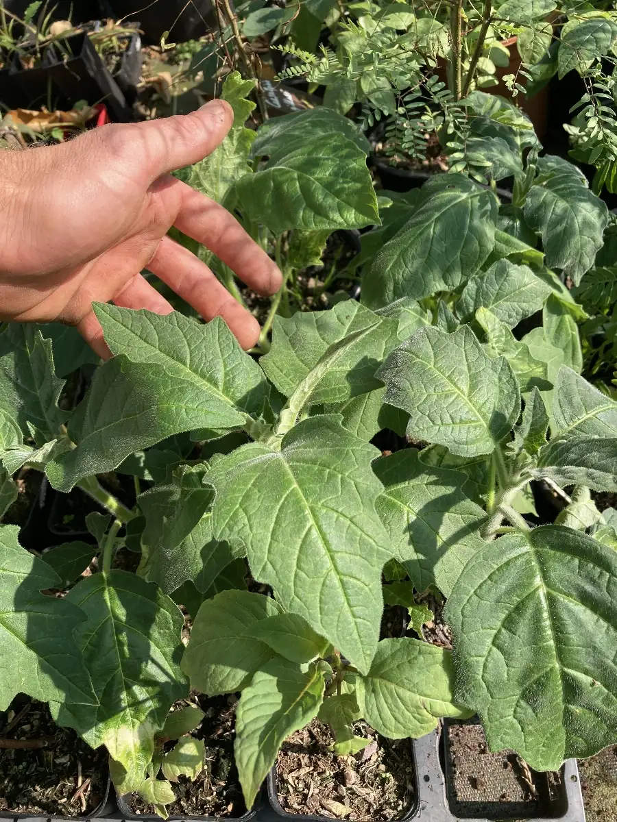 Brugmansia sanguinea 'Aurantia'