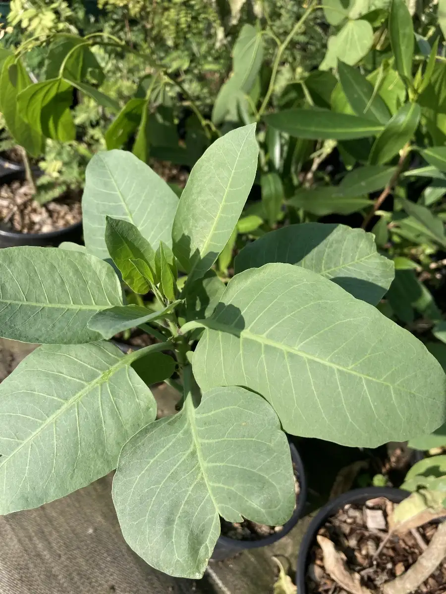Nicotiana glauca Tabac bleu arborescent