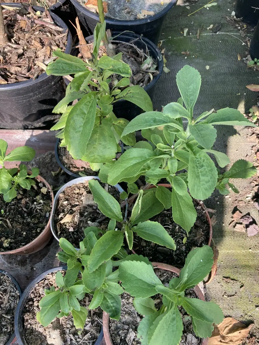 Stevia rebaudiana Stevia plante à sucre