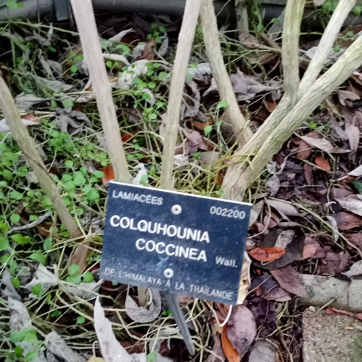 Colquhounia coccinea Plante Plante doliprane Menthe de l'Himalaya