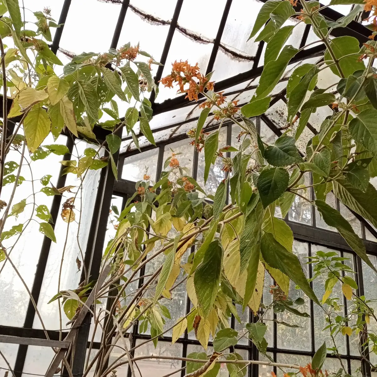 Colquhounia coccinea Plante Plante doliprane Menthe de l'Himalaya