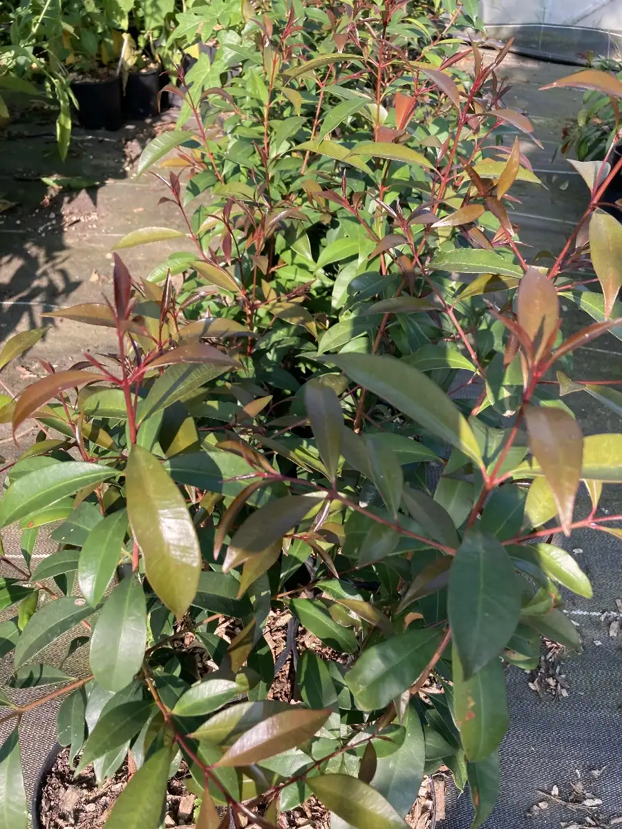 Syzygium oleosum Pruniers d’Australie Blue lilly pilly