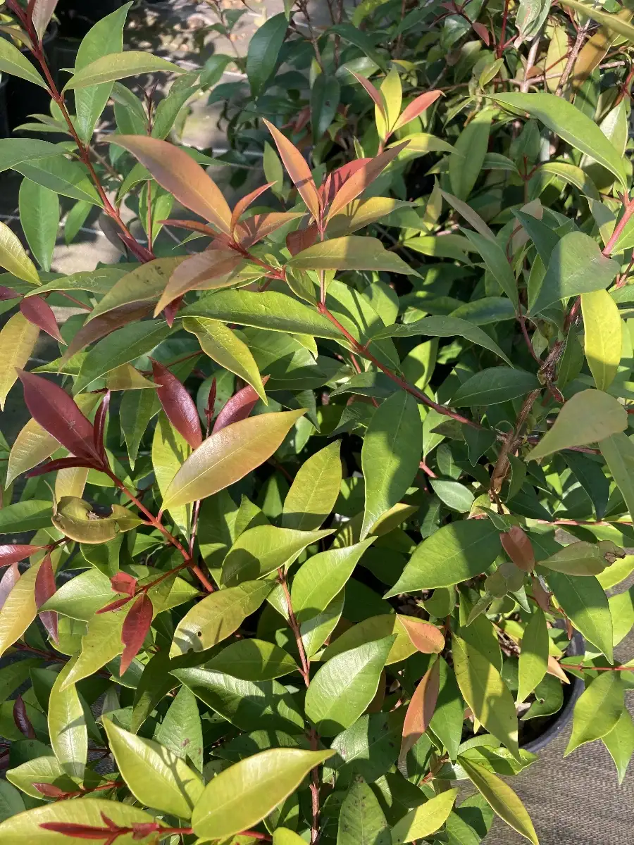 Syzygium australe (Brush Cherry, Lilly pilly australien)