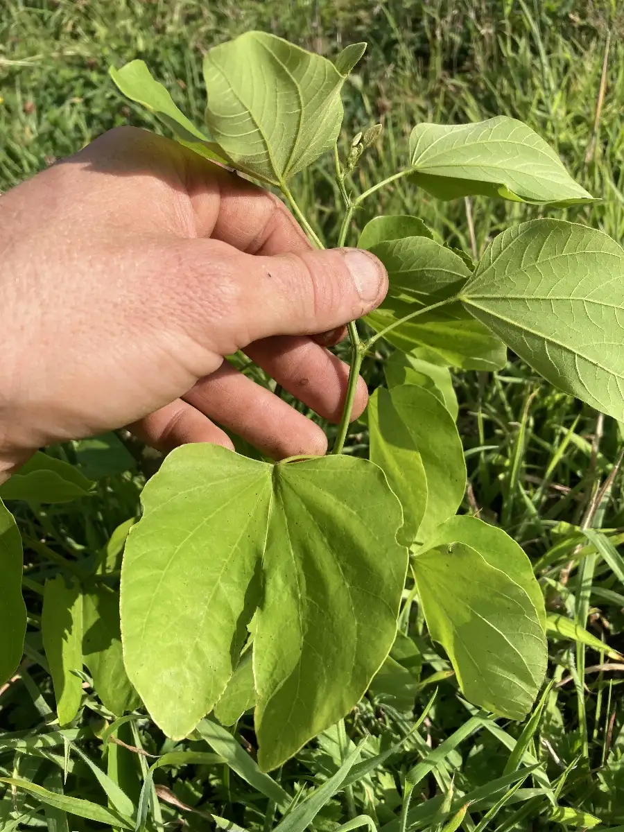 Bauhinia forfica Arbre orchidée blanc, Pata-de-vaca