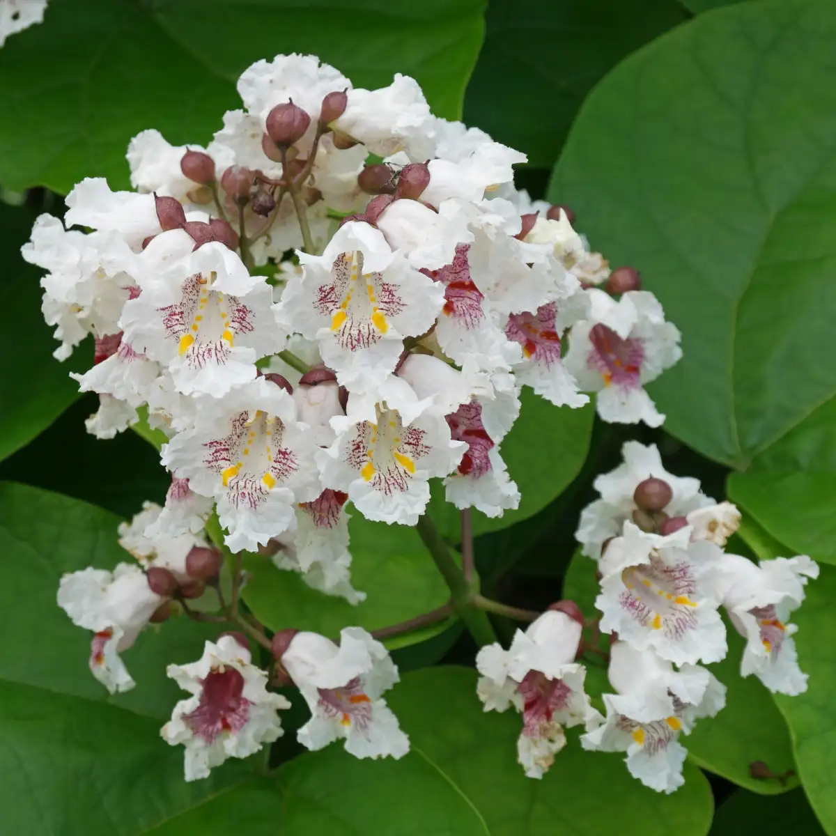 Catalpa bignonoïdes Arbres aux haricots