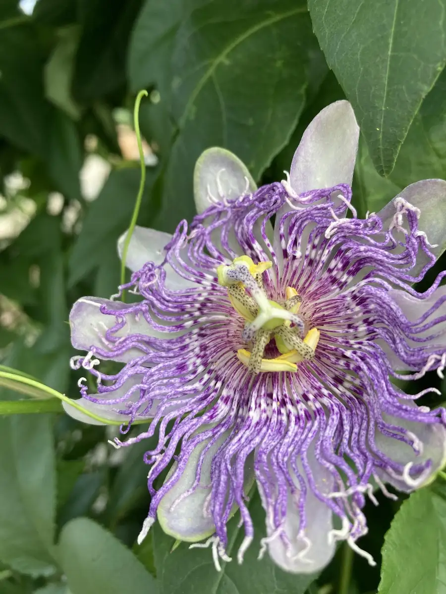 Passiflora incarnata Passiflore officinale Maypop