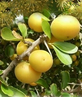 Dovyalis caffra Pomme Kei (Non séxé)