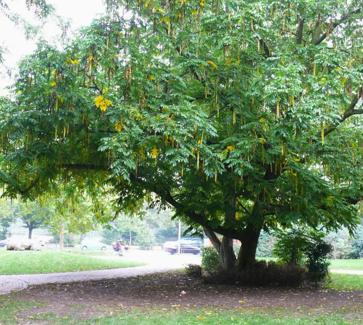 Pterocarya stenoptera Noyer d'Asie