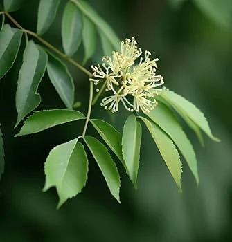 Fraxinus chinensis