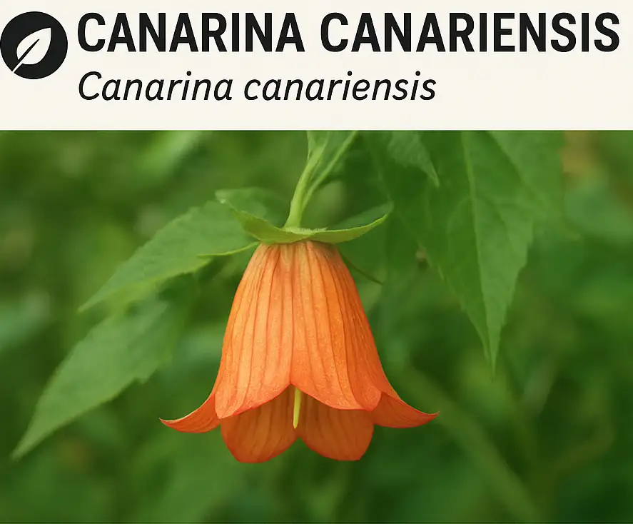 Canarina canariensis Campanule des Canaries