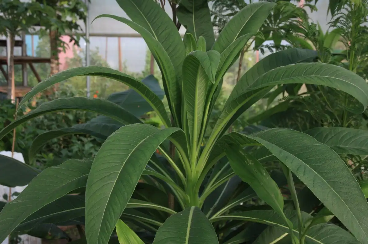 Lobelia fistulosa Lobelie Géante du Brésil