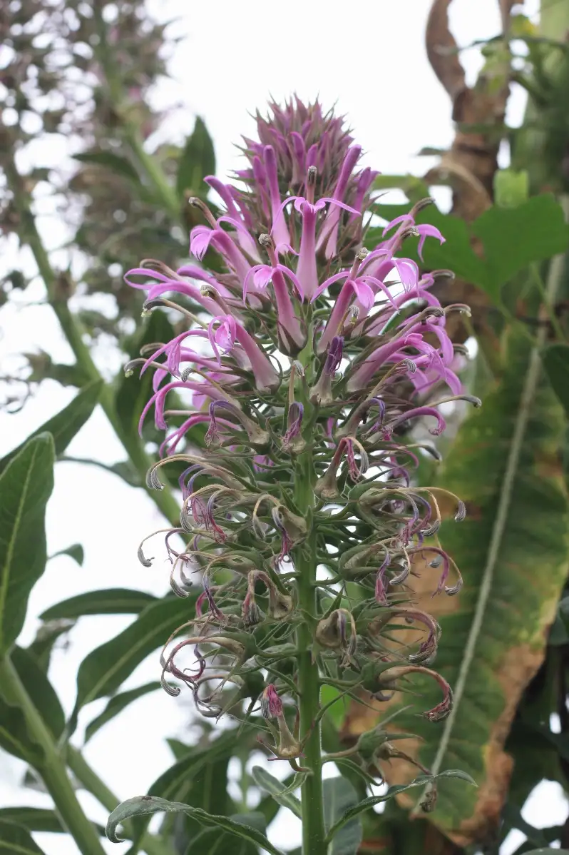 Lobelia fistulosa Lobelie Géante du Brésil