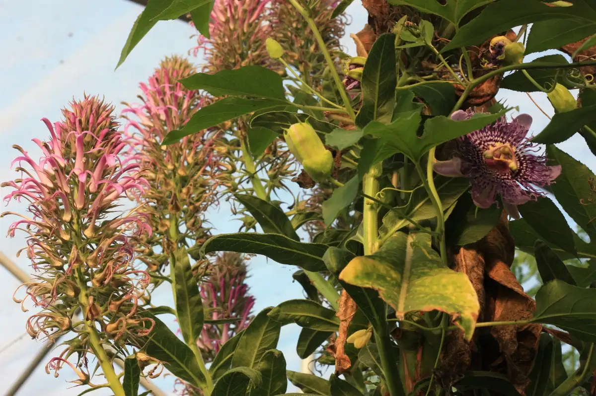 Lobelia fistulosa Lobelie Géante du Brésil