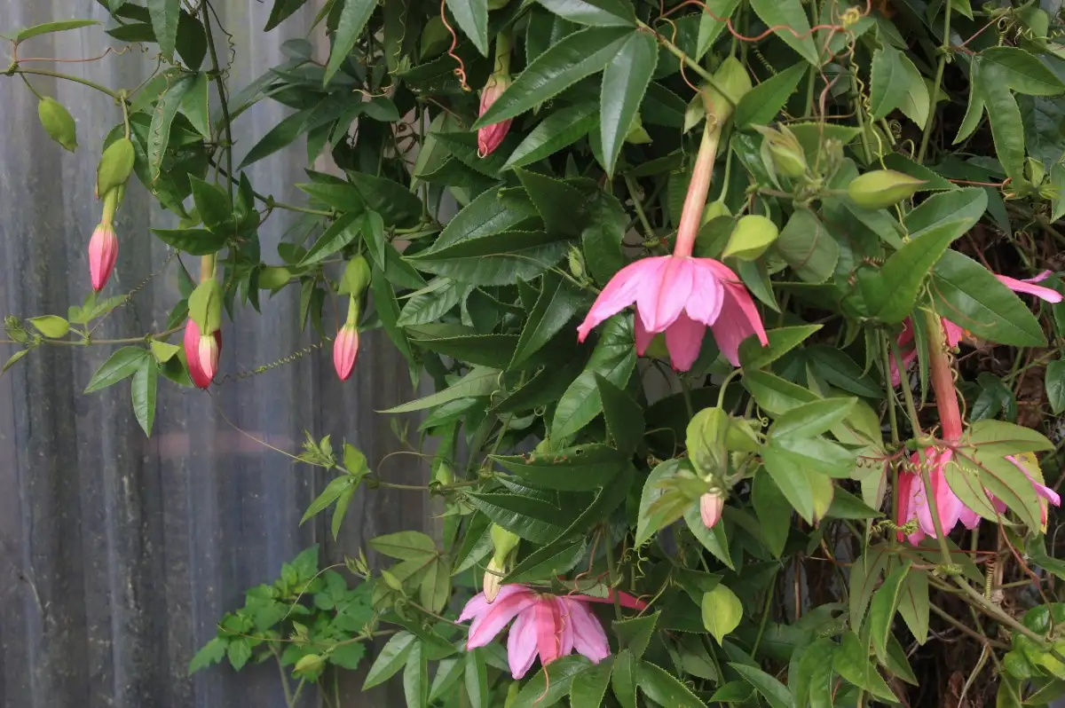 Passiflora cumbalensis