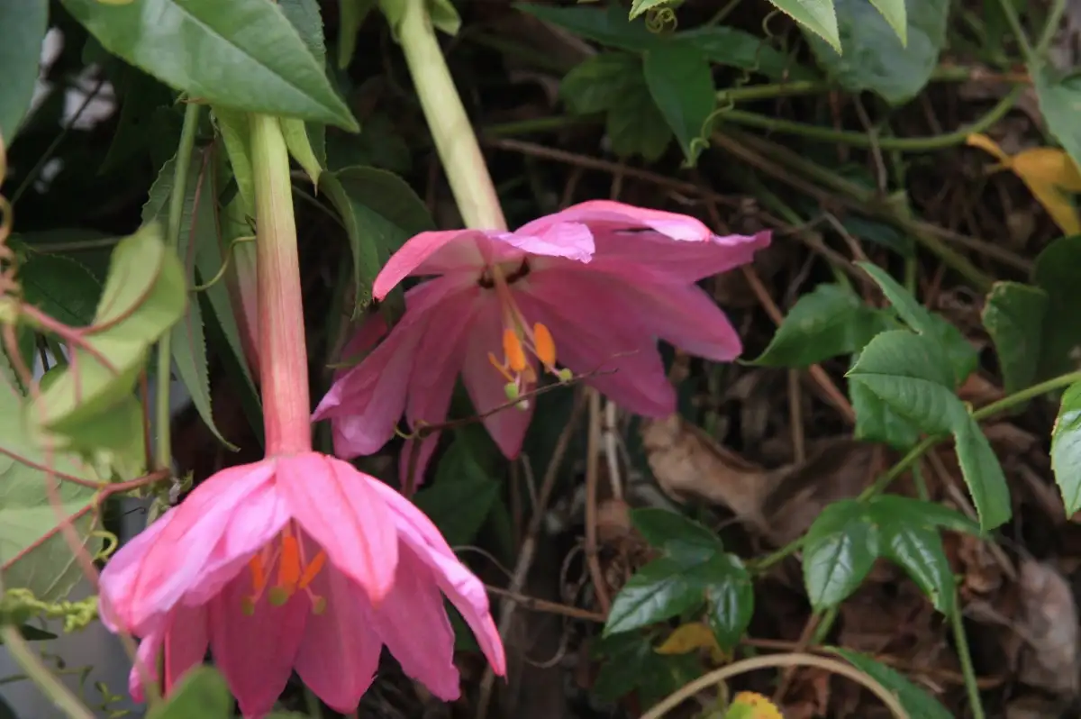 Passiflora cumbalensis