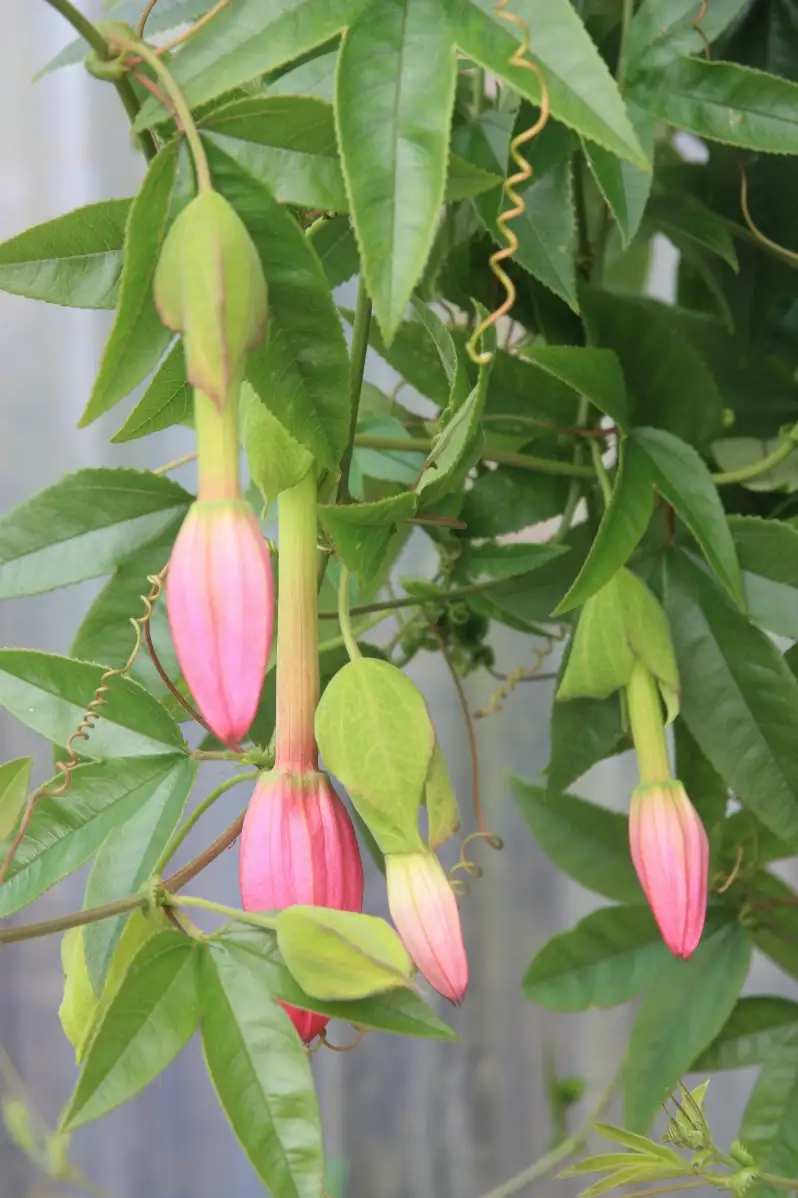 Passiflora cumbalensis