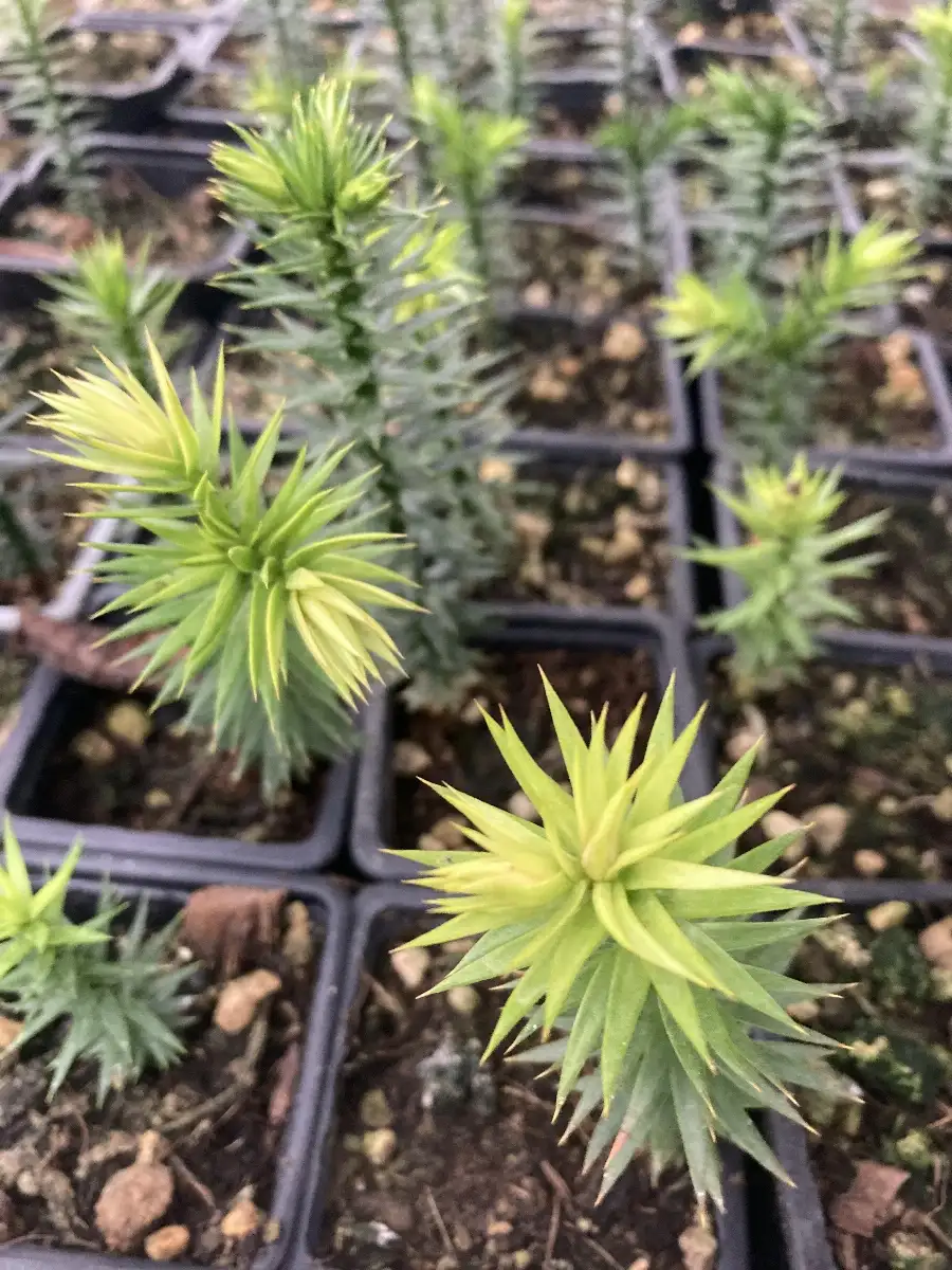 Araucaria araucana Desespoir du singe