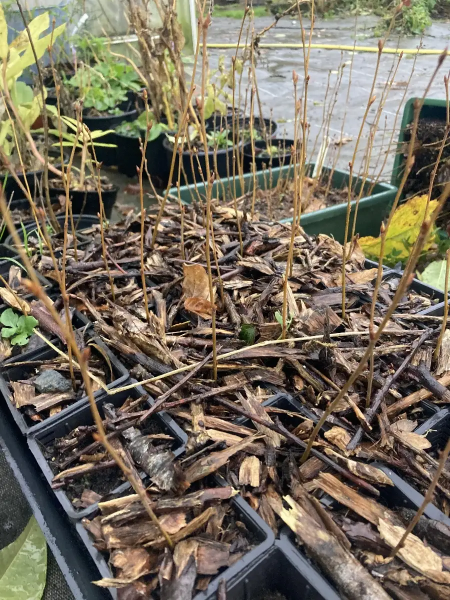 Betula lenta Bouleau flexible