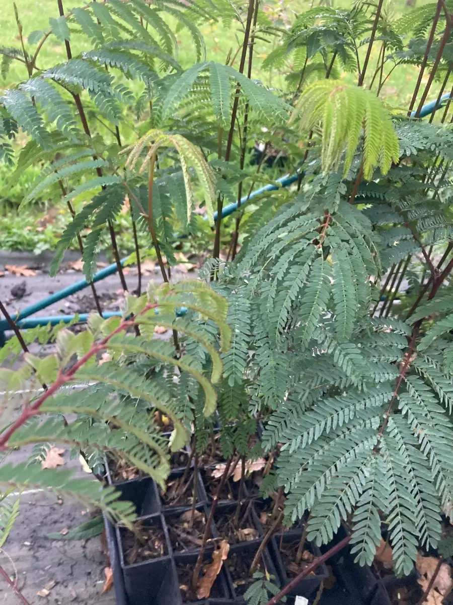 Paraserianthes lophanta Albizia de Crète