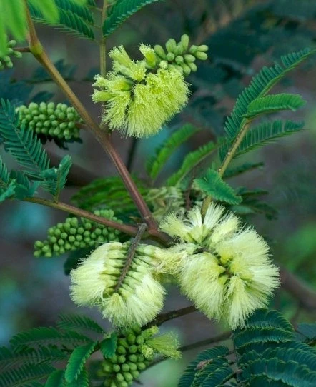 Paraserianthes lophanta Albizia de Crète