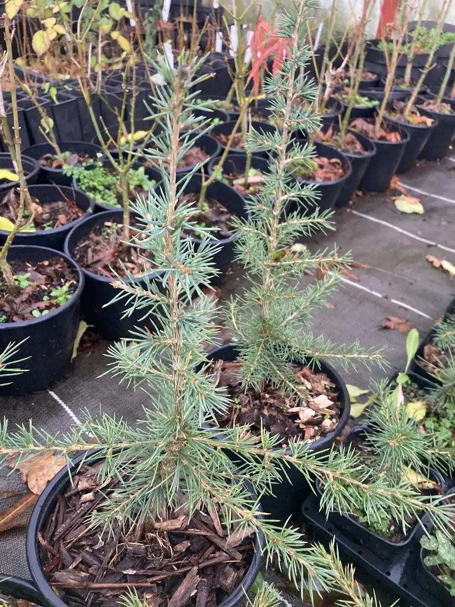 Cedrus libanii Cedre du Liban