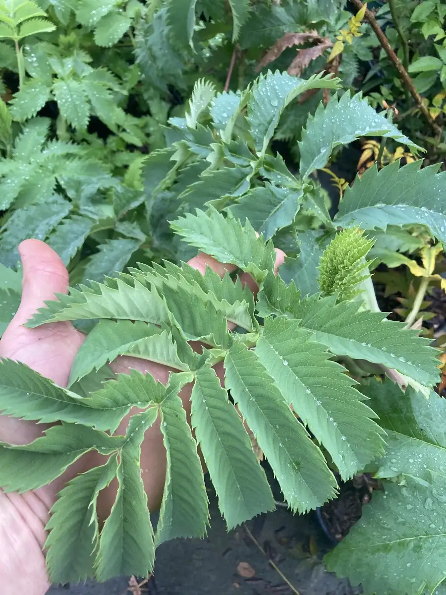 Melianthus Major Grande mélianthe