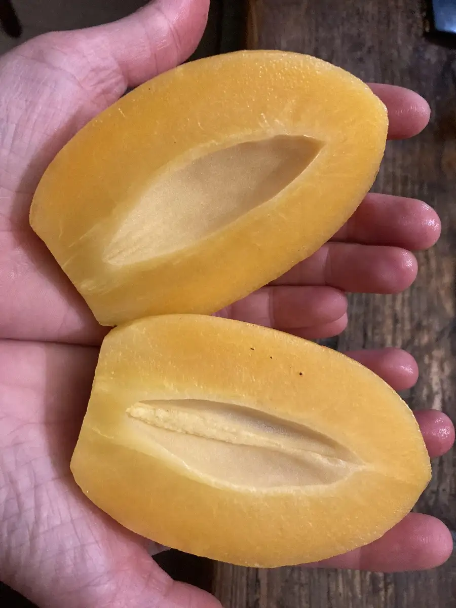 Solanum murricatum 'Putumayo' Poire melon Cornue