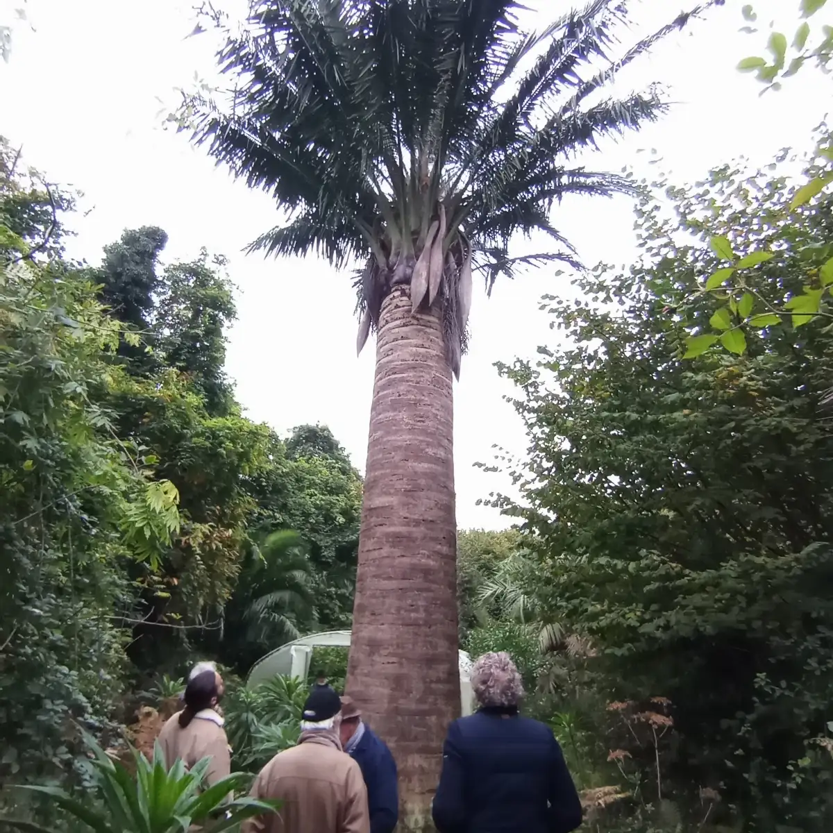 Jubaea chilensis Cocotier du Chili
