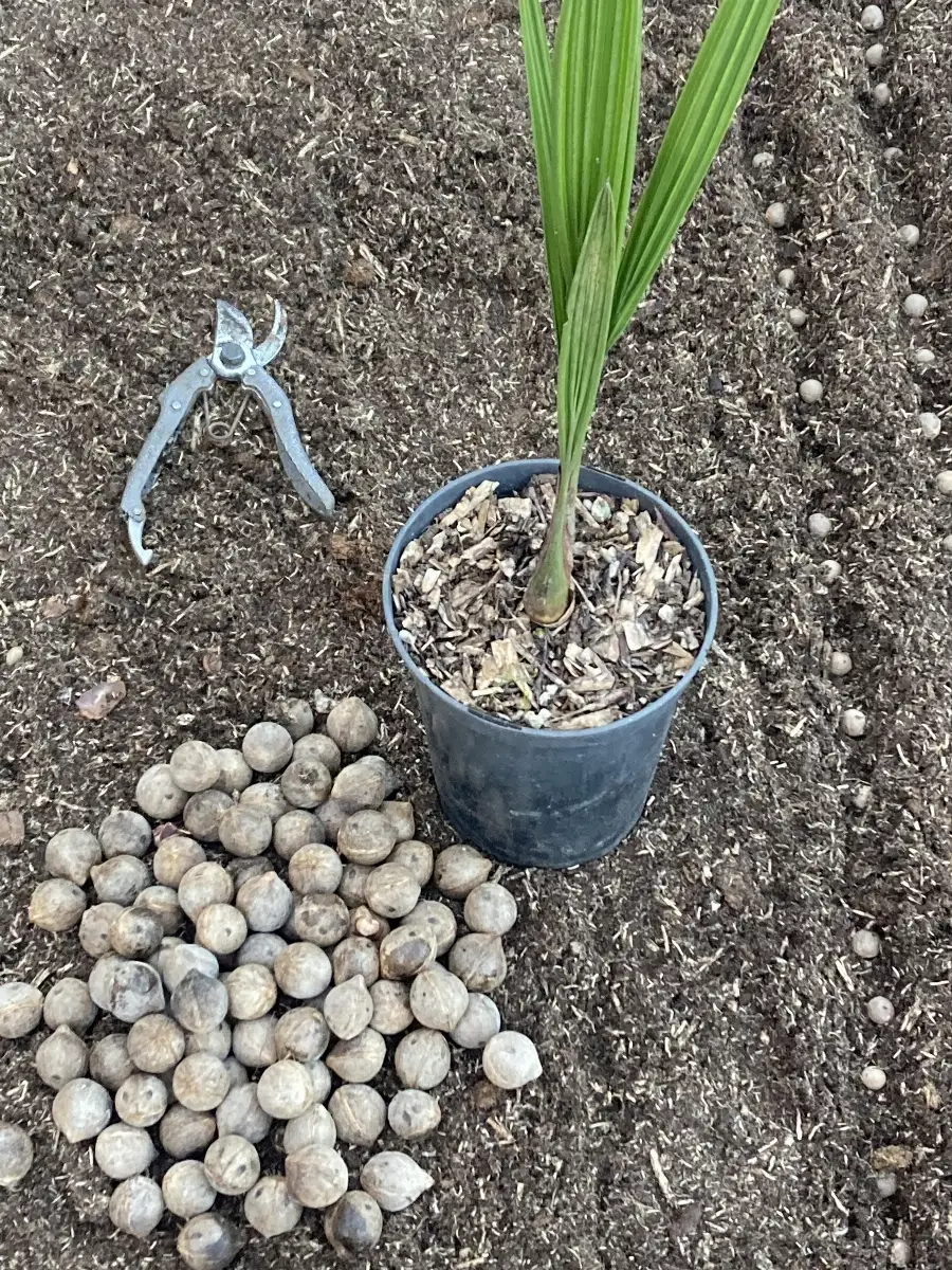 Jubaea chilensis Cocotier du Chili