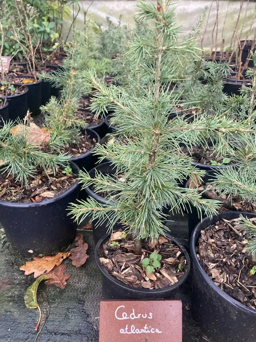 Cedrus Atlantica Cedre de l'Atlas