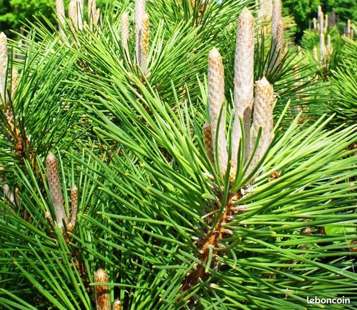 Pinus thunberghi Pin noir du Japon