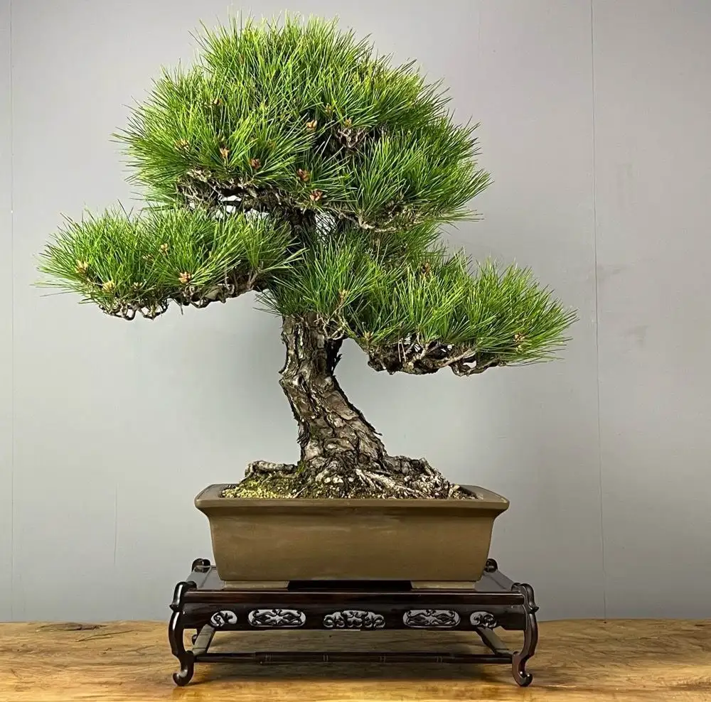 Pinus thunberghi Pin noir du Japon