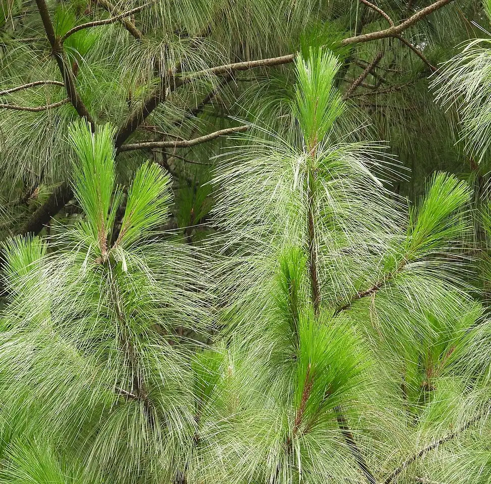 Pinus maximinoi Pin pleureur du Mexique