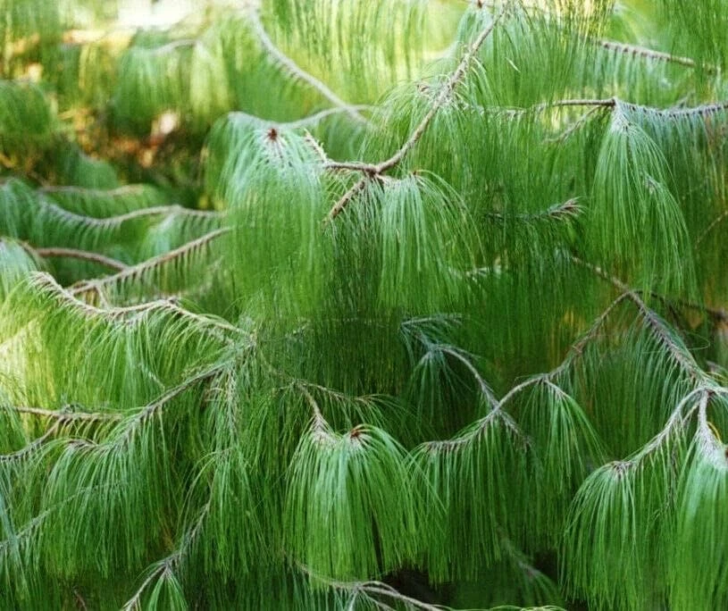 Pinus patula pin Jelecote